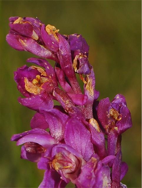 Orchis tenera (= Orchis mascula)